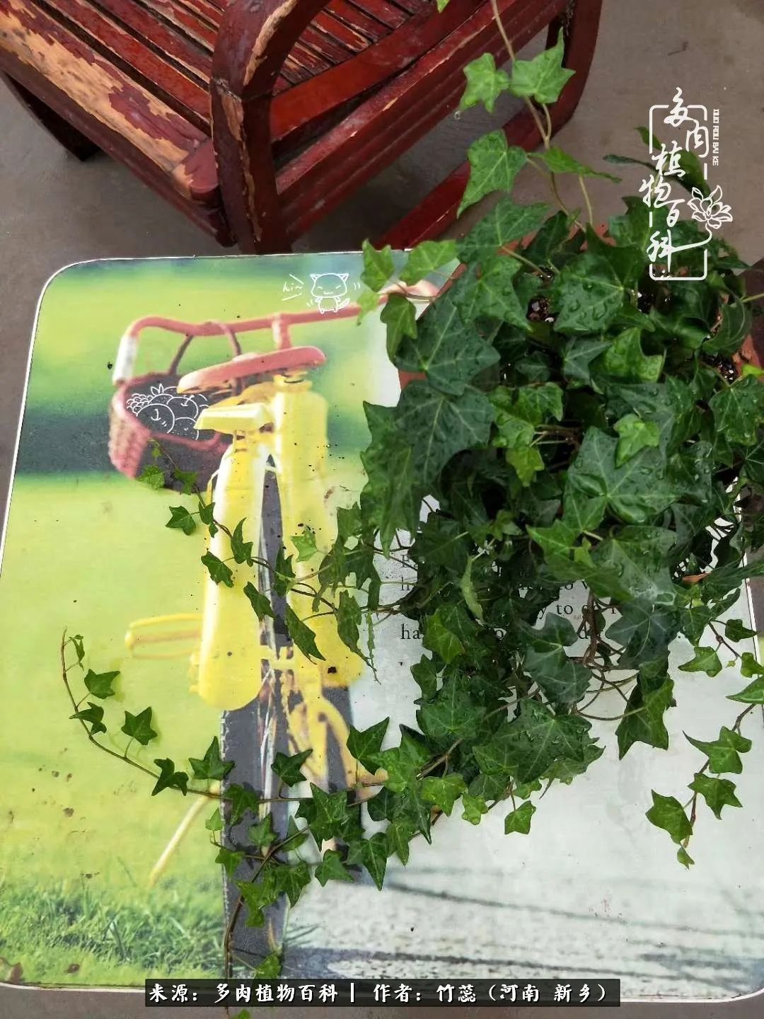 养多肉三周年有感养这么多多肉到底有啥用!