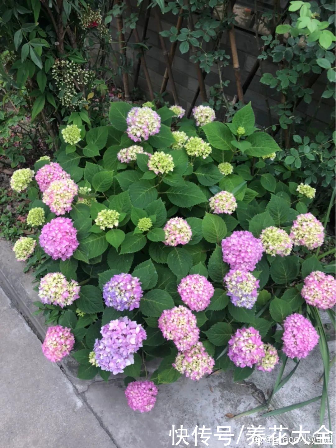 夏天怕晒的花，赶紧搬到阴凉地儿，再晒成枯杆了