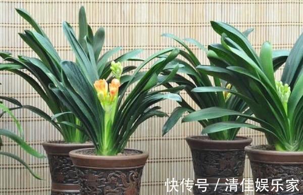 植株|养君子兰，犯了2个错，不再整齐划一，歪七扭八太不像话