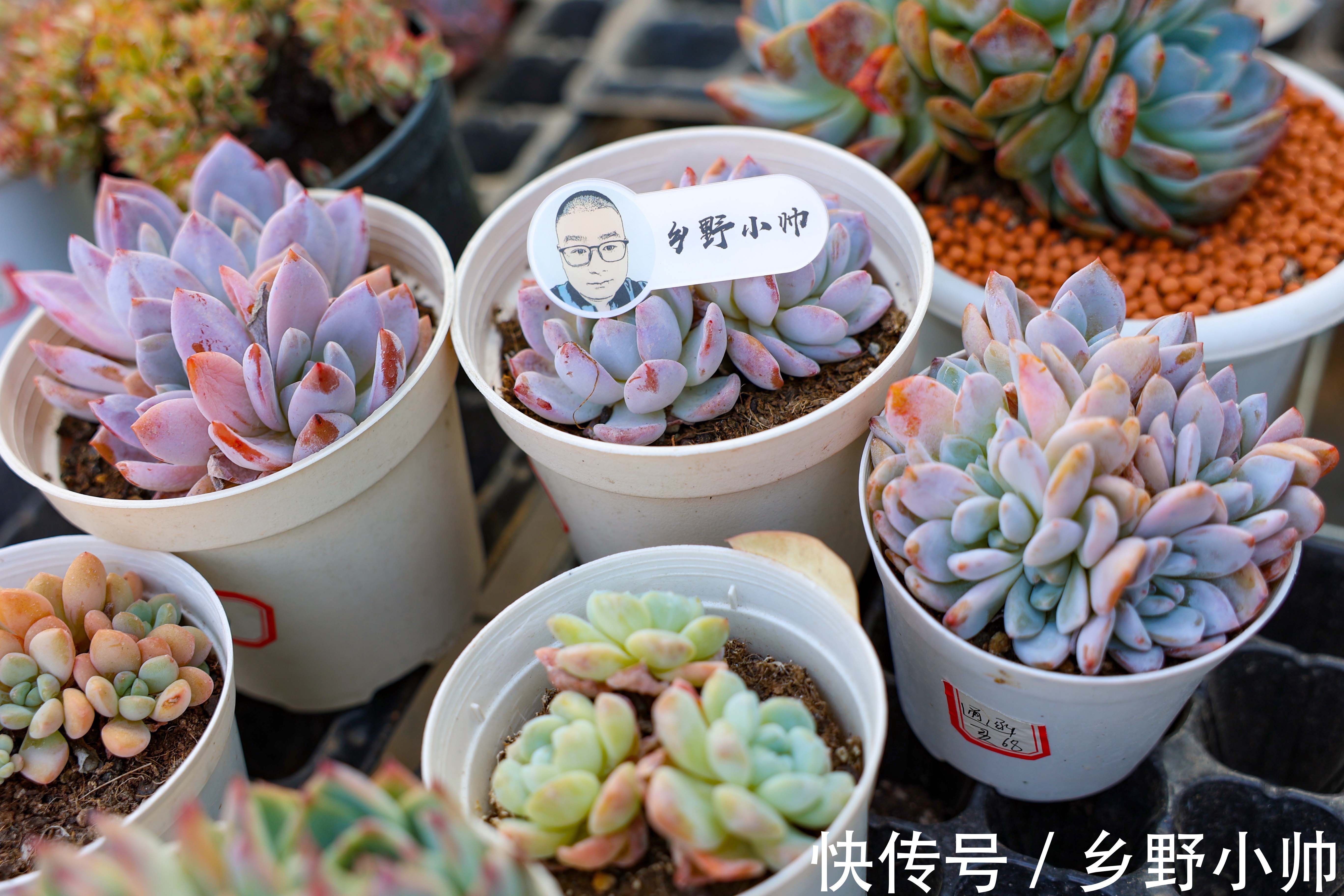 黛比|阳台党有福了,小帅为你介绍几款适合阳台党的多肉,抓紧带回家