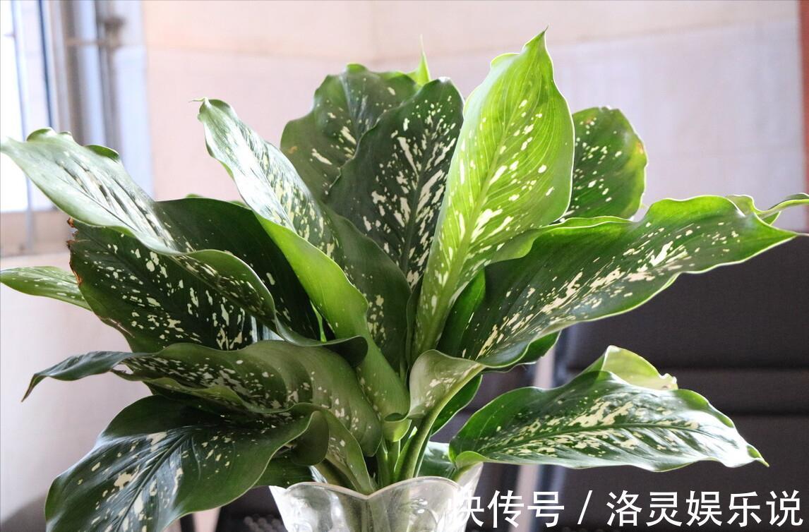 3种霸气“吸毒”花,“镇宅旺财”,但是有毒,养花要知道