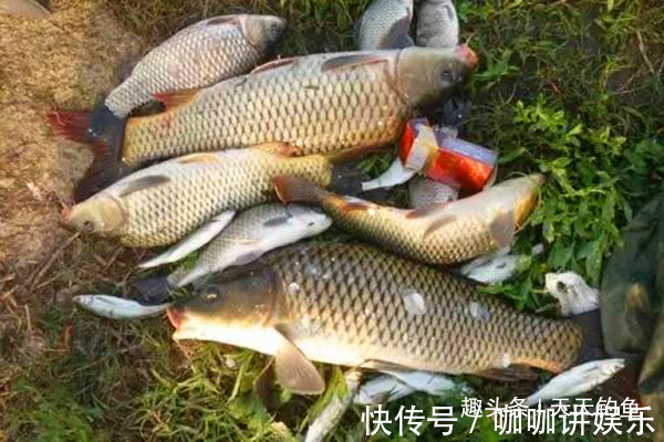 鲤鱼这样钓才够狠,这些秘诀是连竿上鱼的关键,夏天不用就亏了!