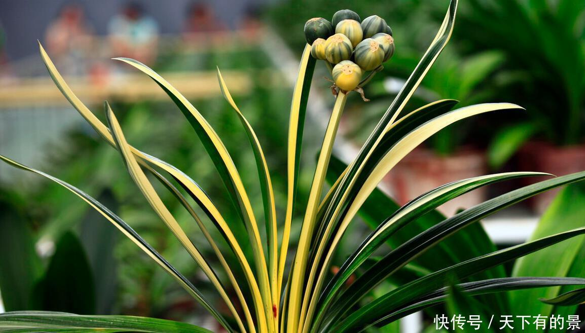 “春不出,夏不晒,秋不干,冬不湿”,君子兰的四季莳养