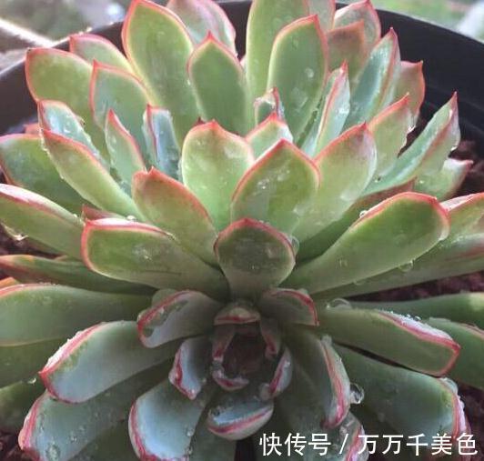 多肉养不好的原因之一,多数的分不清夏型种和冬型种多