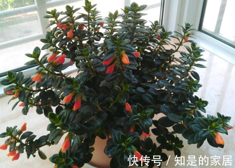 浇水|适合新手小白养的“吊兰花”，盆栽注意6点，花艳叶绿，长得好