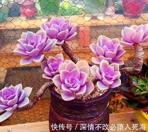 养多肉不叶插不完美，6个品种的叶插苗都是多头，成活率非常高