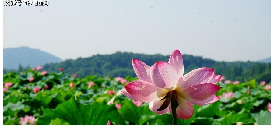 钱财广进|11月初运势一路飙升，钱财广进，再不不愁眉苦脸的生肖