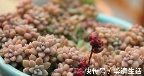 多肉度夏难？选择这些多肉植物准没错，安全度夏无压力！不要错过