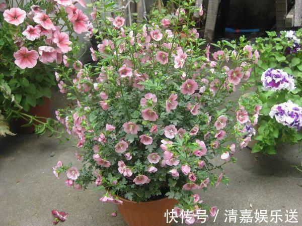 泡水|3种枝条泡水里,10天长根,一次开花100朵,水培成活率更高!