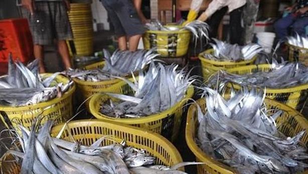 脾气“最大”的鱼,上岸就自尽,一斤18元,至今没人敢养