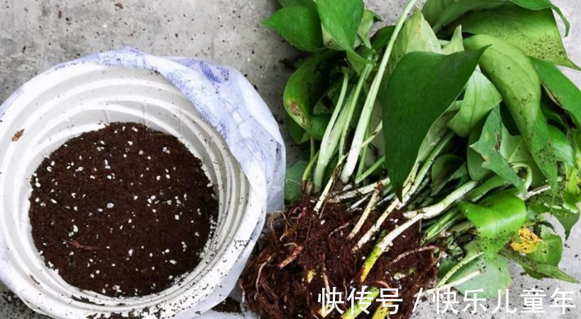 知道什么情况该换土,如何换土,才是养花人该具备的基本素质