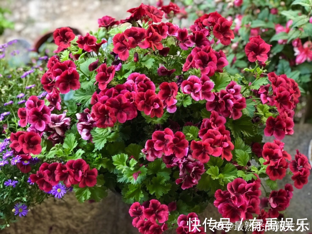 公认难养的20种花，养一盆死一盆，下次还敢买