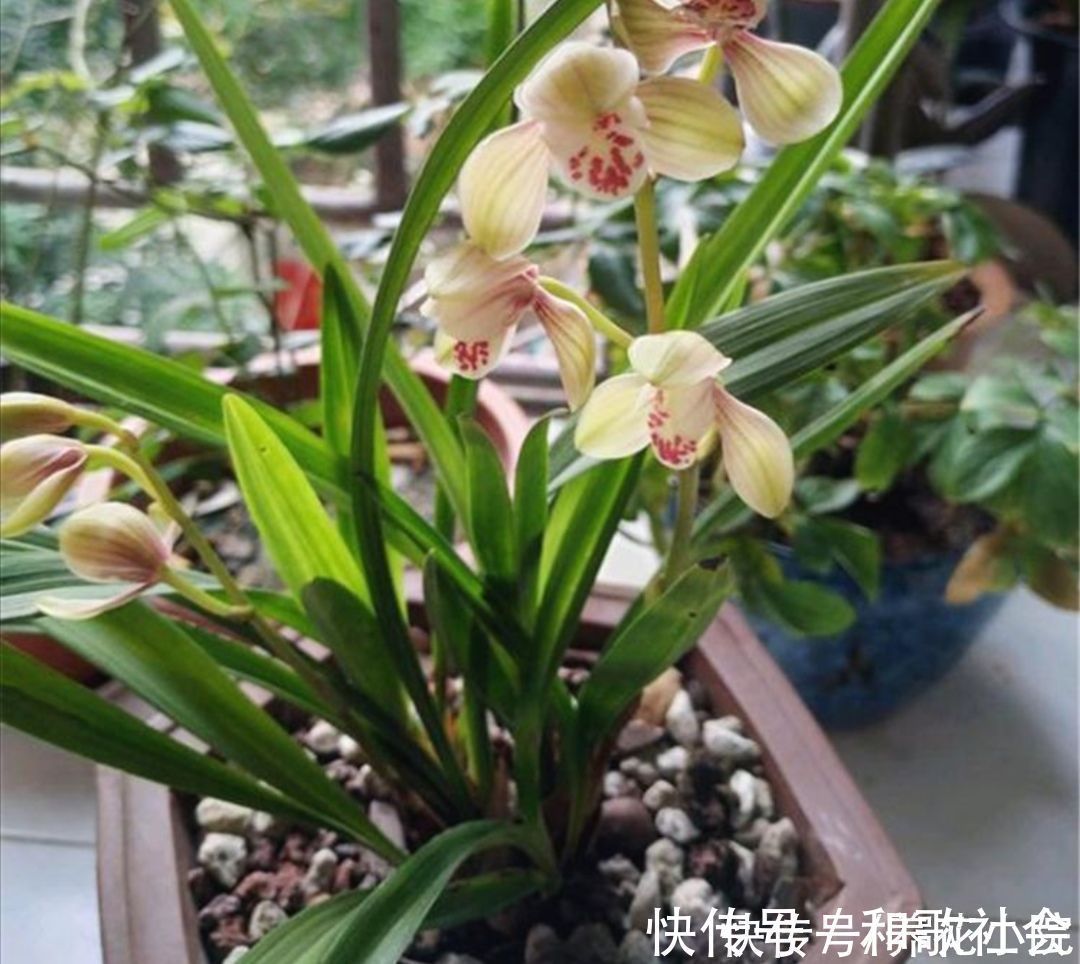 技巧|养兰花浇水很关键，记住几个浇水技巧，兰株不烂根不空根