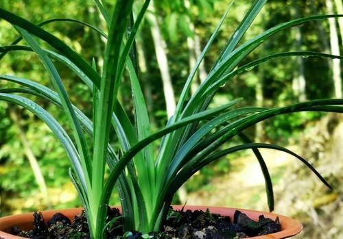 促使兰花发芽的方法，离不开3个要素，20天就见效