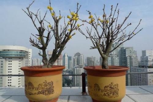 1月，家里养有蜡梅盆栽的花友，你们做好催花的准备了吗？