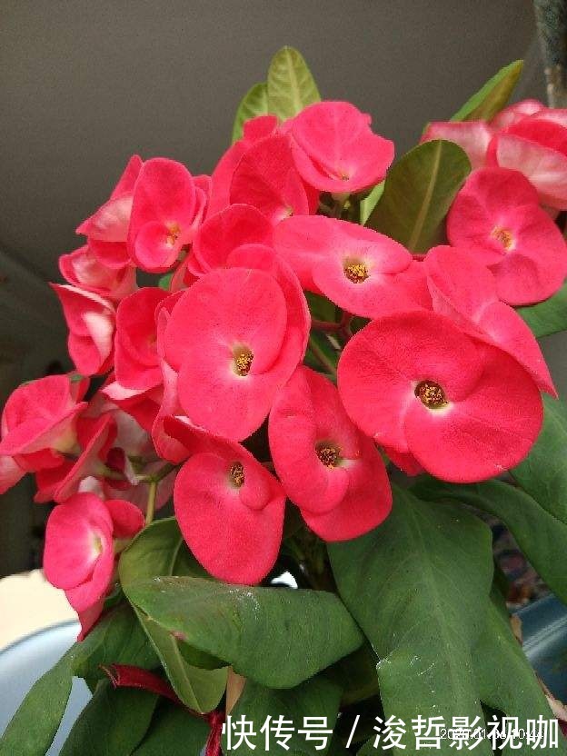 花友们|“5种”有毒花别乱养,换盆要戴手套,小心皮肤红肿