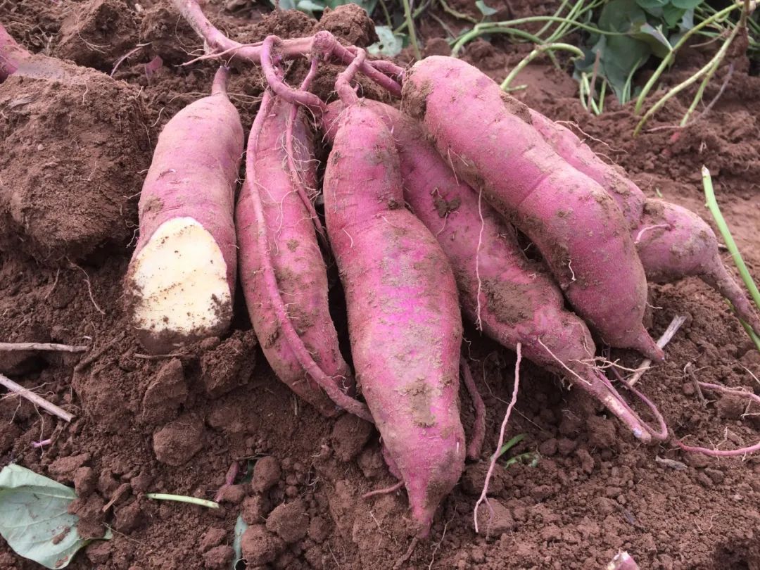 毒素|这4种食物被称为便秘的“克星”,香蕉未上榜,多吃或可缓解便秘