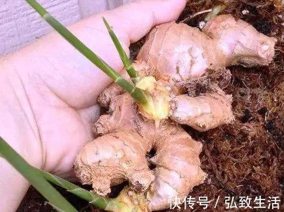 用塑料瓶、油桶做容器种植生姜，牢记处理要诀，食用、赏花不愁