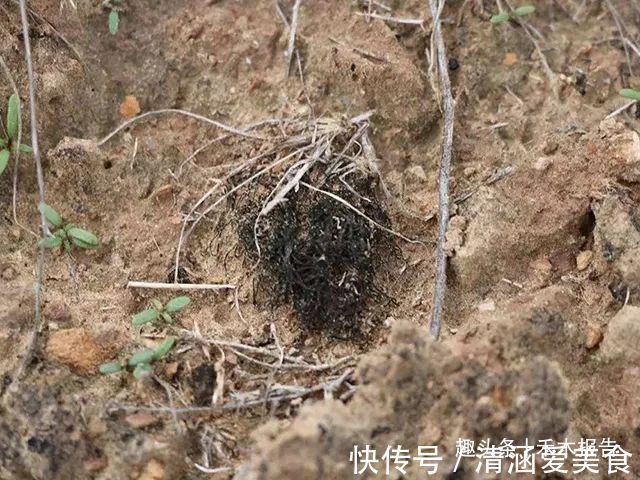 野菜|曾是我国古代贡品，却因采挖2两要糟蹋10亩地，如今成“禁菜”