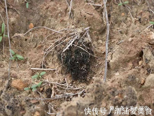 野菜|曾是我国古代贡品,却因采挖2两要糟蹋10亩地,如今成“禁菜”