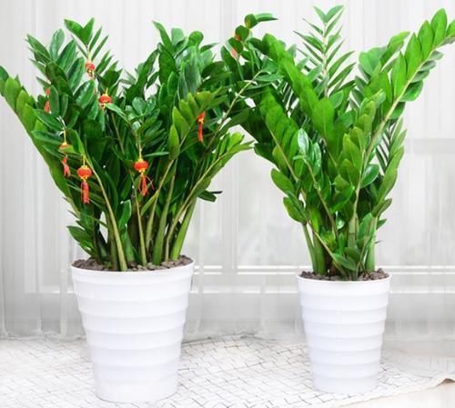 客厅里的发财树扔了吧,新型寓意植物,养一盆财运亨通