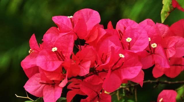 外面捡个“宝”,扔进花盆里,三角梅蹭蹭冒花苞,越长越旺