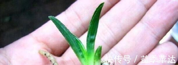 盆里有了“它”,“小芽”多又壮,养啥旺啥,可别再“扔”了!