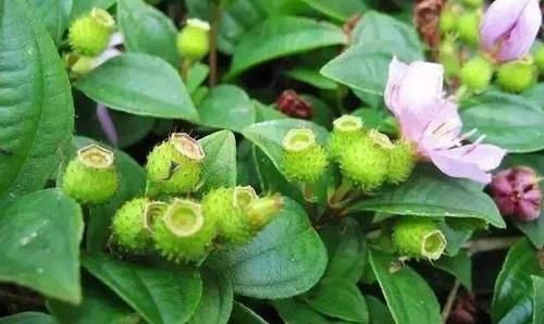 立春后，女人常吃幾種食物，生津解熱，美容瘦身，開胃消食