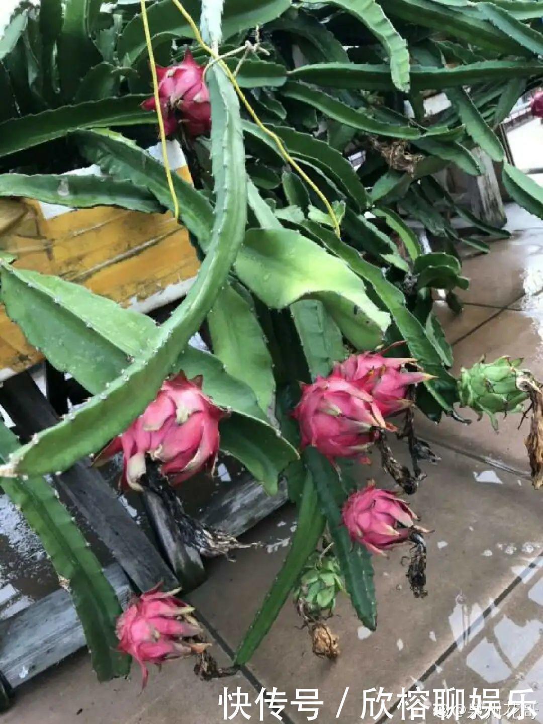 花花|大粗杆插土里,7天生根,当年结果压弯枝,不用买水果了!