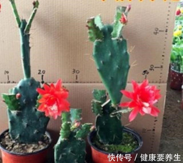 成活率|秋季,用无根仙人掌嫁接令箭荷花,这么做对四点,成活率100%!
