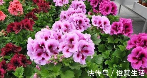 养花不开花？浇水加点料，用量精准，满枝开花，错一点后患大