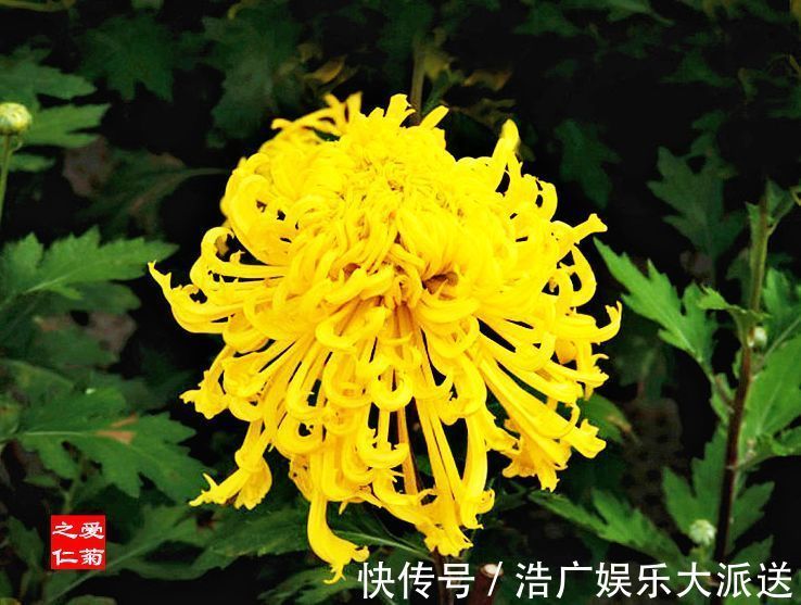 金凤|喜欢牡丹,不如养“珍奇名菊”,似金凤起舞,金光闪闪,开花艳丽