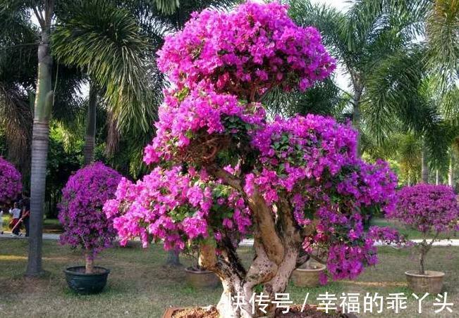 三角梅盆景造型设计注意几点，简单实用了解一下吧