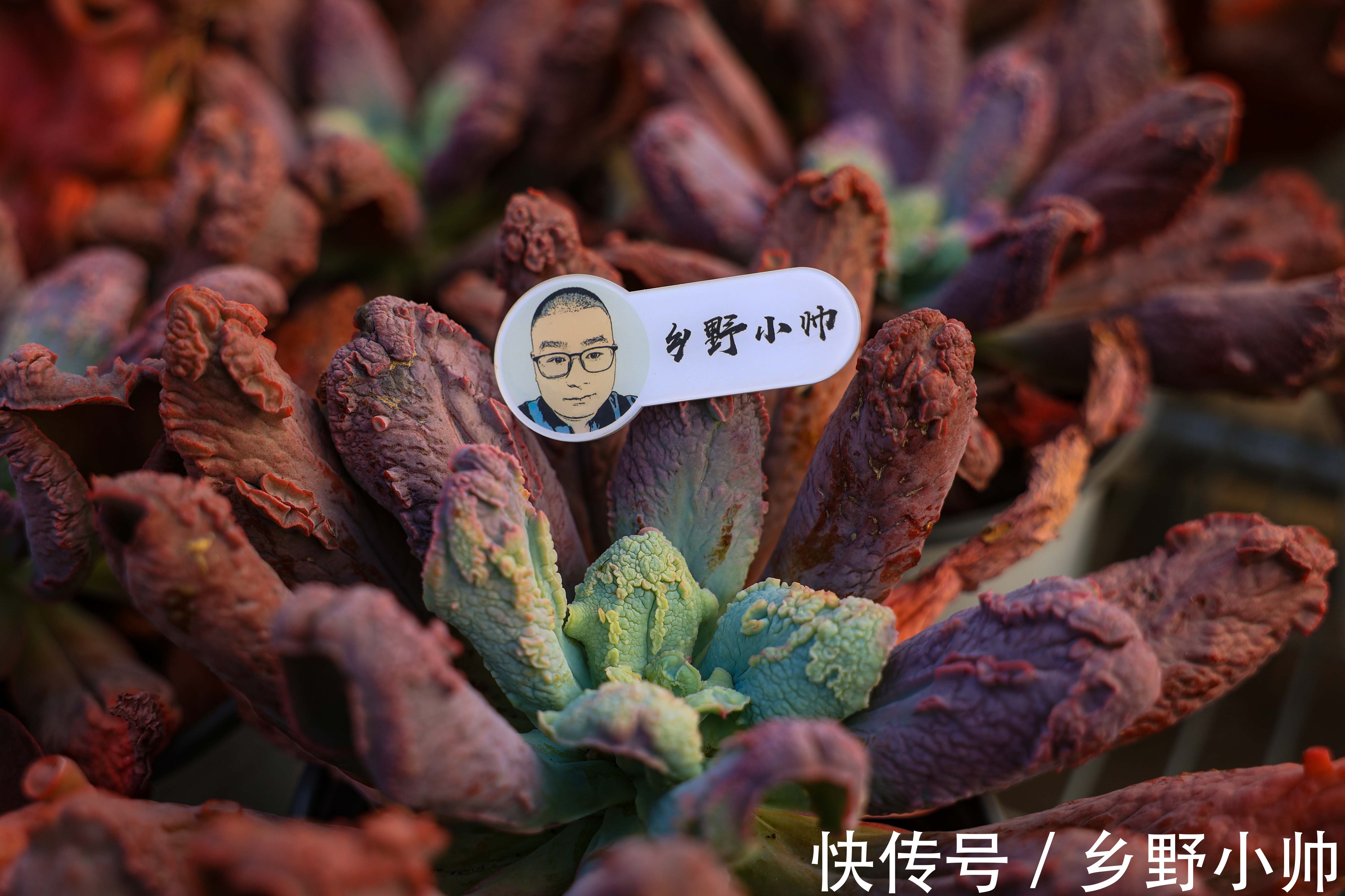 搬进室内养肉没状态？做好三件事，室内过冬依然保持美丽