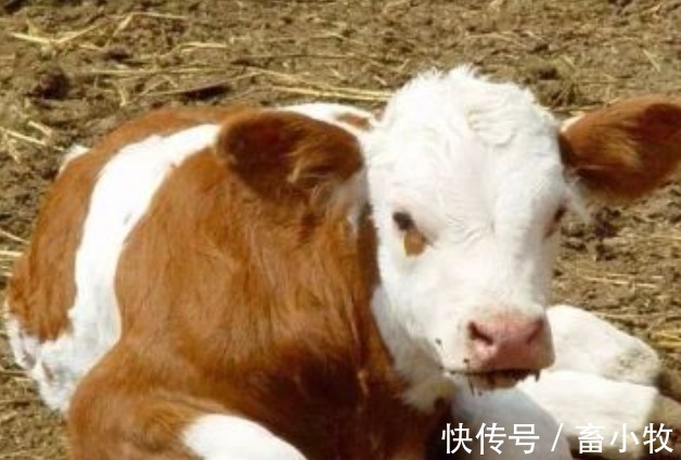 致病菌|新生牛犊拉稀用什么药?牛犊拉稀用什么药最快?本文有完整方案
