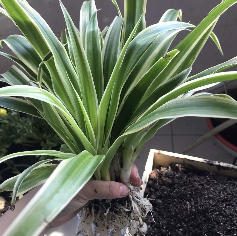 秋凉|秋凉后,养3种花,最好换盆、换土,到时候不开花、黄叶