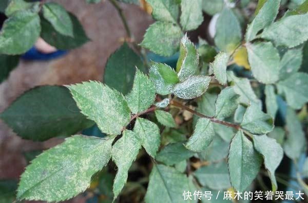 月季得了白粉病,别光剪叶子,这才是正确处理方法!