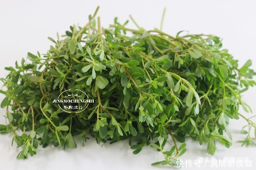 马齿苋|本是菜园里的草,没舍得除掉,随手一拌就是好菜,吃上瘾了