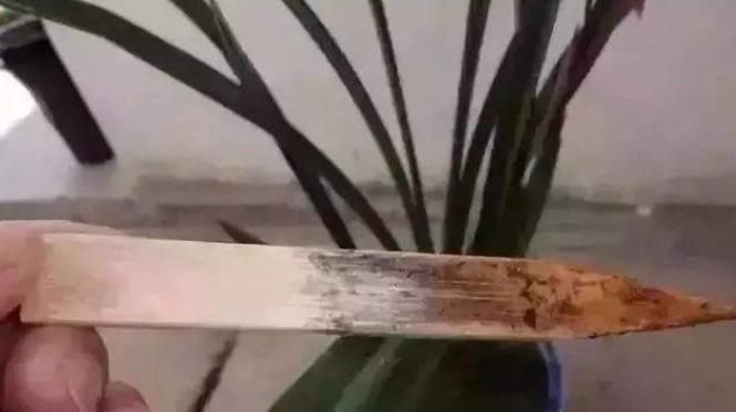 花盆|室内养花浇水总烂根?教你最简单的2个“窍门”,浇水不再烂根!