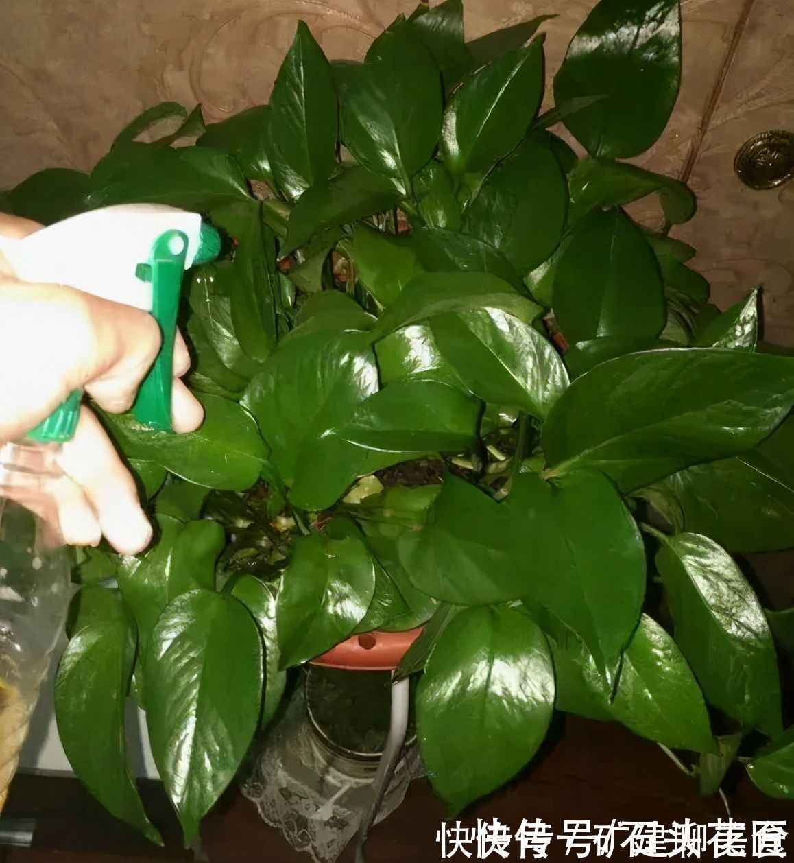 效果|啤酒水到底能不能浇花？石头测试了4个方法，看看有效果吗？