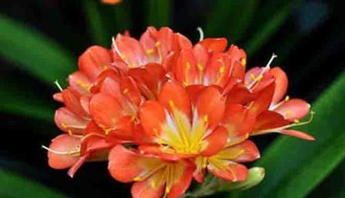  技巧|君子兰施肥技巧，用点这肥水，轻轻松松养好君子兰