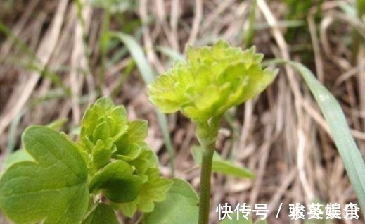 野草|农村被称为“猫爪草”,现在成了城里热门野菜,卖50元一斤