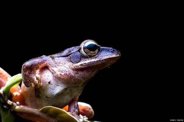 水流光!青蛙诗词23首可笑井底蛙,雨中荷上眠。任他自流去,做个快活仙
