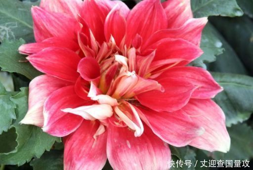 5种花很耐养,沾土就能活,净化空气,有吉祥富贵的美好寓意