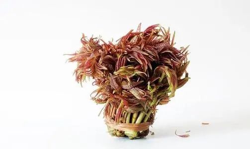 【健康科普】春分飲食養(yǎng)生篇 美味春菜吃起來