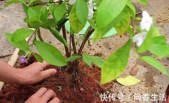 啤酒水|盆土板结怎么办不需要换新土,浇“1种水”就管,土壤立马松软