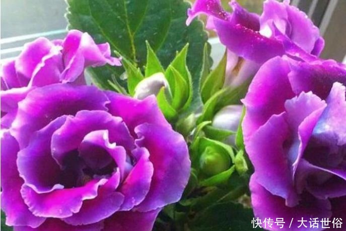 4种花漂亮又好养,比牡丹好看,放阳台,开爆一整年!