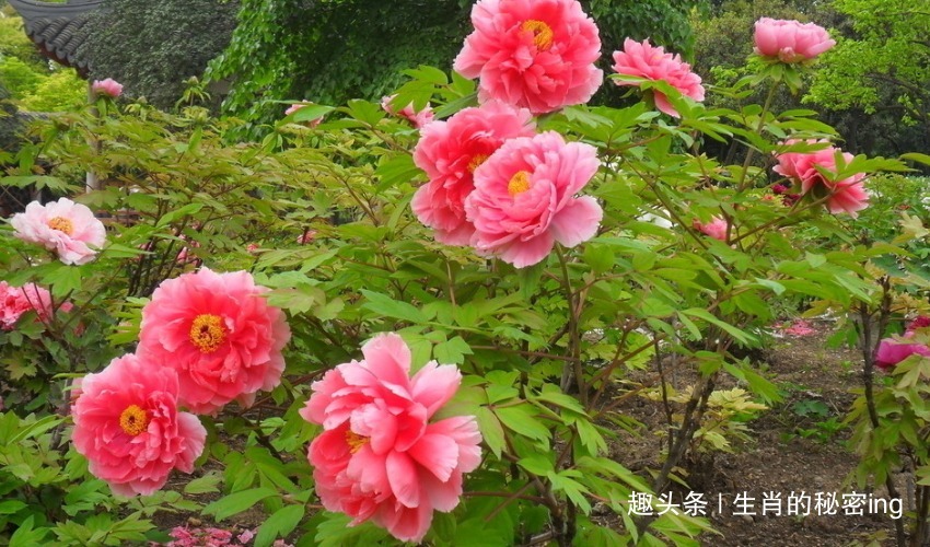 晚年|晚年最“有福”的三个生肖女，老了后没病没灾不缺钱，子女还孝顺