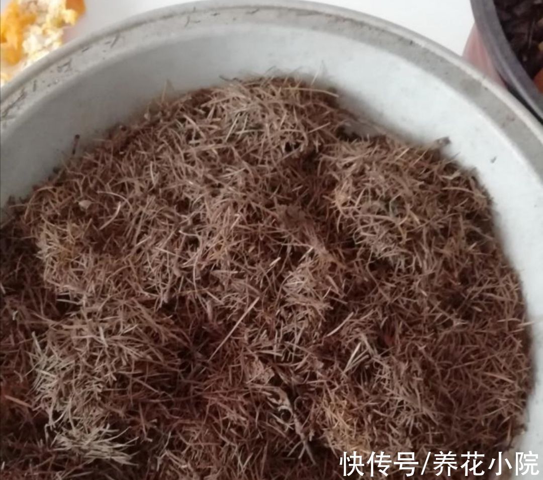 花卉|用松针土养花,要做好3件事,否则啥花也长不好