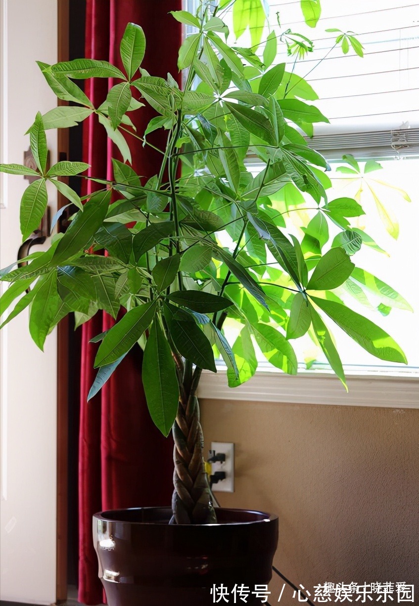 客厅养花不宜多!12种“吉祥花”任选一种,寓意好“养人”还旺家